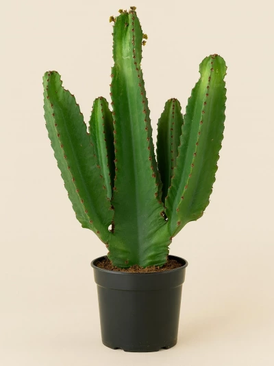 Euphorbia Ingens 90 cm -  Salonofisbitkileri - Lalezar Botanik