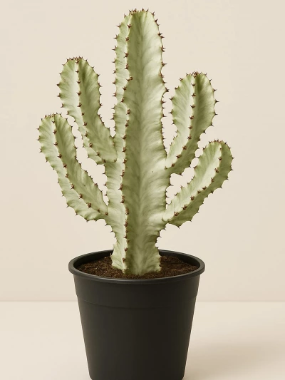Euphorbia Ingens Variegata 85 cm -  Salonofisbitkileri - Lalezar Botanik