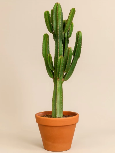 Euphorbia Ingens 130 cm -  Salonofisbitkileri - Lalezar Botanik