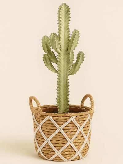 Euphorbia Ingens Variegata 90 cm -  Salonofisbitkileri - Lalezar Botanik