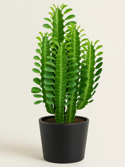 Euphorbia Trigona Afrika Süt Ağacı 40 cm -  Salonofisbitkileri - Lalezar Botanik