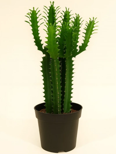 Euphorbia Trigona Afrika Süt Ağacı 60 cm -  Salonofisbitkileri - Lalezar Botanik