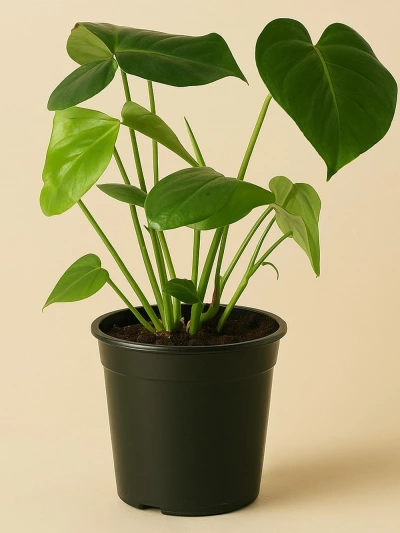 Deve Tabanı Monstera 40 cm-50 cm -  Salonofisbitkileri - Lalezar Botanik