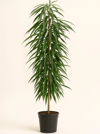 Ficus Alii 150 cm -  Salonofisbitkileri - Lalezar Botanik
