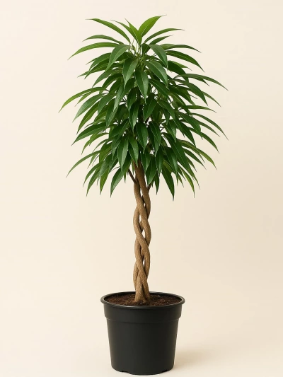 Ficus Alii Tijli 210 cm -  Salonofisbitkileri - Lalezar Botanik
