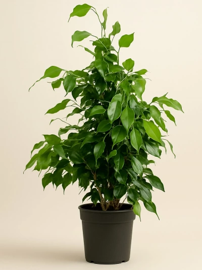 Ficus Benjamin 100 Cm -  Salonofisbitkileri - Lalezar Botanik