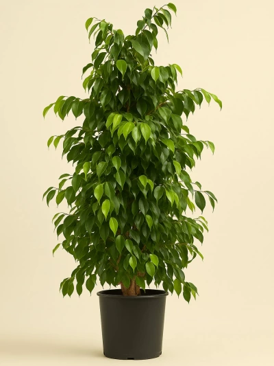 Ficus Benjamin 150 Cm -  Salonofisbitkileri - Lalezar Botanik