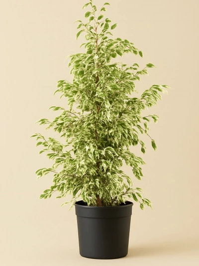 Ficus Benjamin Alacalı 180 Cm -  Salonofisbitkileri - Lalezar Botanik