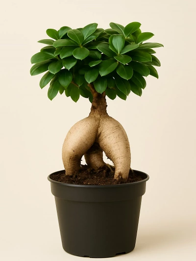 Ficus Bonsai -  Salonofisbitkileri - Lalezar Botanik