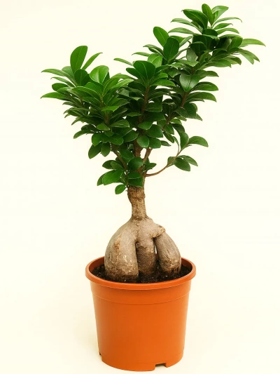Ficus Ginseng Bonsai 50 cm -  Salonofisbitkileri - Lalezar Botanik