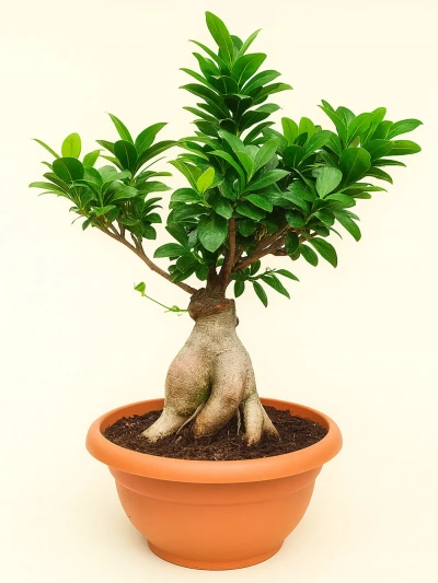 Ficus Ginseng Bonsai 60 cm -  Salonofisbitkileri - Lalezar Botanik