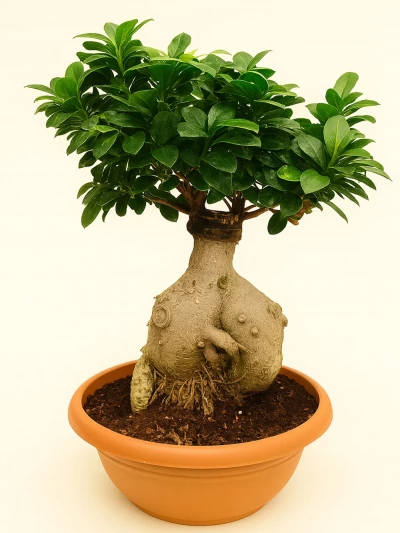 Ficus Ginseng Bonsai 70 cm -  Salonofisbitkileri - Lalezar Botanik
