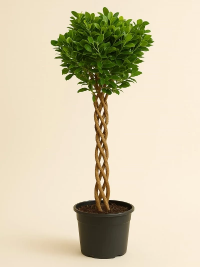 Ficus Microcarpa Örgülü 140 cm -  Salonofisbitkileri - Lalezar Botanik