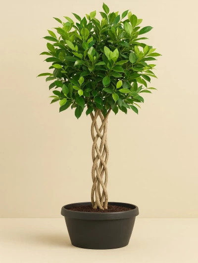 Ficus Nitida Kafes Örgü 130 cm -  Salonofisbitkileri - Lalezar Botanik