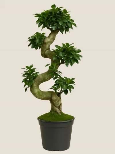 Ficus S Bonsai 100 cm -  Salonofisbitkileri - Lalezar Botanik
