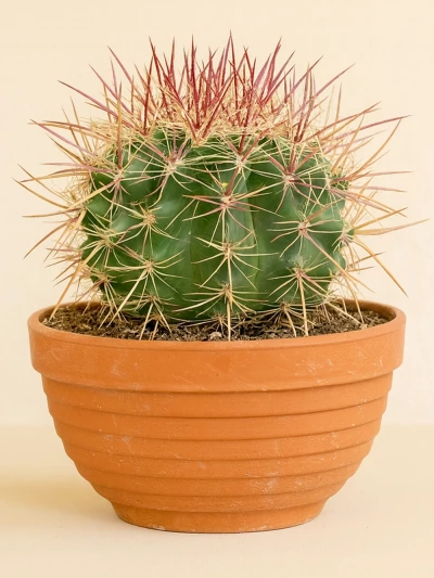 Golden Barrel Cactus -  Salonofisbitkileri - Lalezar Botanik