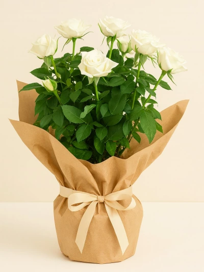 Gül Rosa Beyaz Hediye Paketli 25-30cm Gül Rosa Beyaz Hediye Paketli 25-30cm -  Salonofisbitkileri - Lalezar Botanik