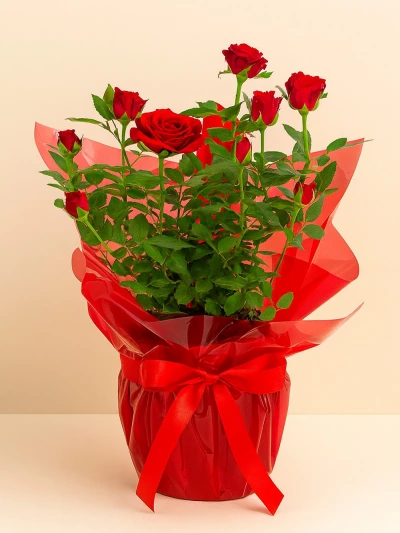 Gül Rosa Kırmızı Hediye Paketli 25-30cm Gül Rosa Kırmızı Hediye Paketli 25-30cm -  Salonofisbitkileri - Lalezar Botanik