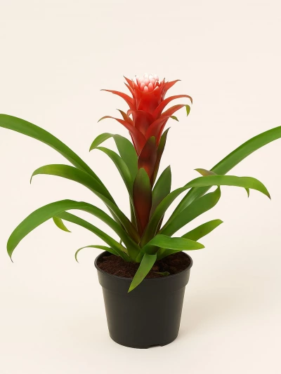 Guzmania Hope -  Salonofisbitkileri - Lalezar Botanik