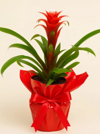 Guzmania Hope Hediye Paketli -  Salonofisbitkileri - Lalezar Botanik