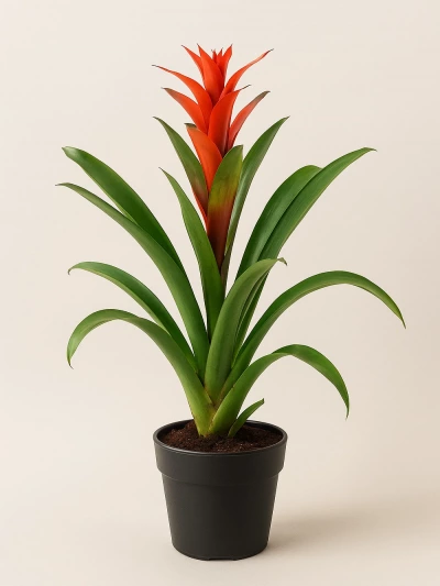 Guzmania Kırmızı -  Salonofisbitkileri - Lalezar Botanik
