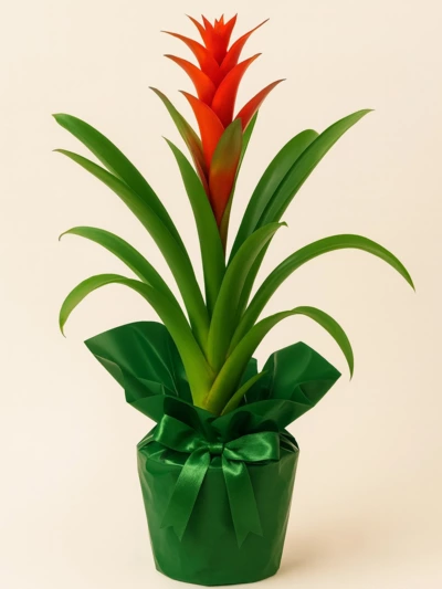 Guzmania Kırmızı Hediye Paketli -  Salonofisbitkileri - Lalezar Botanik