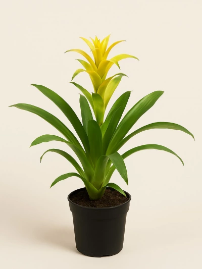 Guzmania Sarı -  Salonofisbitkileri - Lalezar Botanik