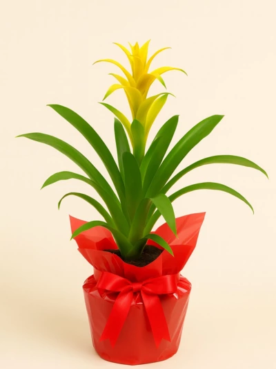 Guzmania Sarı Hediye Paketli -  Salonofisbitkileri - Lalezar Botanik