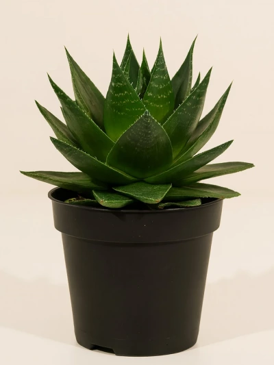 Haworthia Fasciata -  Salonofisbitkileri - Lalezar Botanik