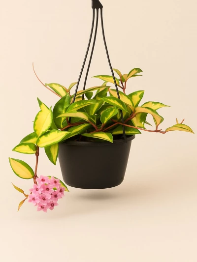 Hoya Carnosa -  Salonofisbitkileri - Lalezar Botanik