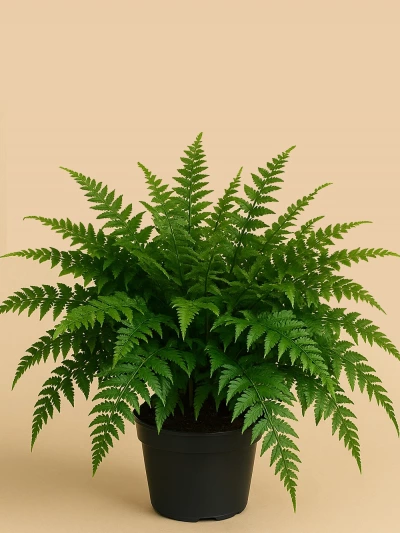 Humata Tyermanii -  Salonofisbitkileri - Lalezar Botanik