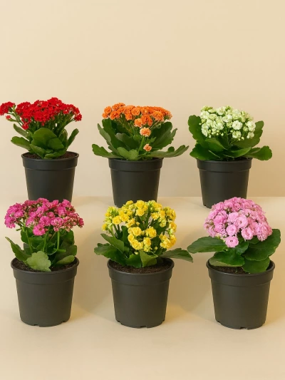 Kalanchoe 6 Adet -  Salonofisbitkileri - Lalezar Botanik