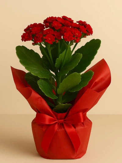 Kalanchoe Kırmızı Hediye Paketli -  Salonofisbitkileri - Lalezar Botanik
