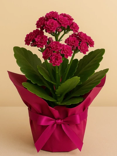 Kalanchoe Mor Hediye Paketli -  Salonofisbitkileri - Lalezar Botanik
