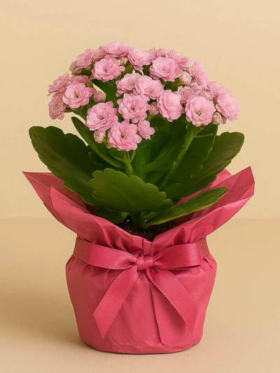Kalanchoe Pembe Hediye Paketli -  Salonofisbitkileri - Lalezar Botanik
