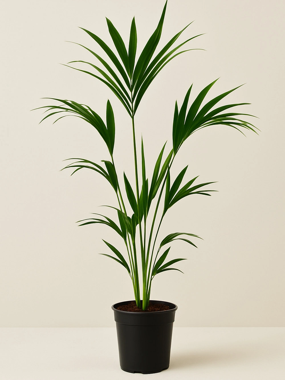 Kentia Palmiyesi Howea Forsteriana 110 cm -  Salonofisbitkileri - Lalezar Botanik