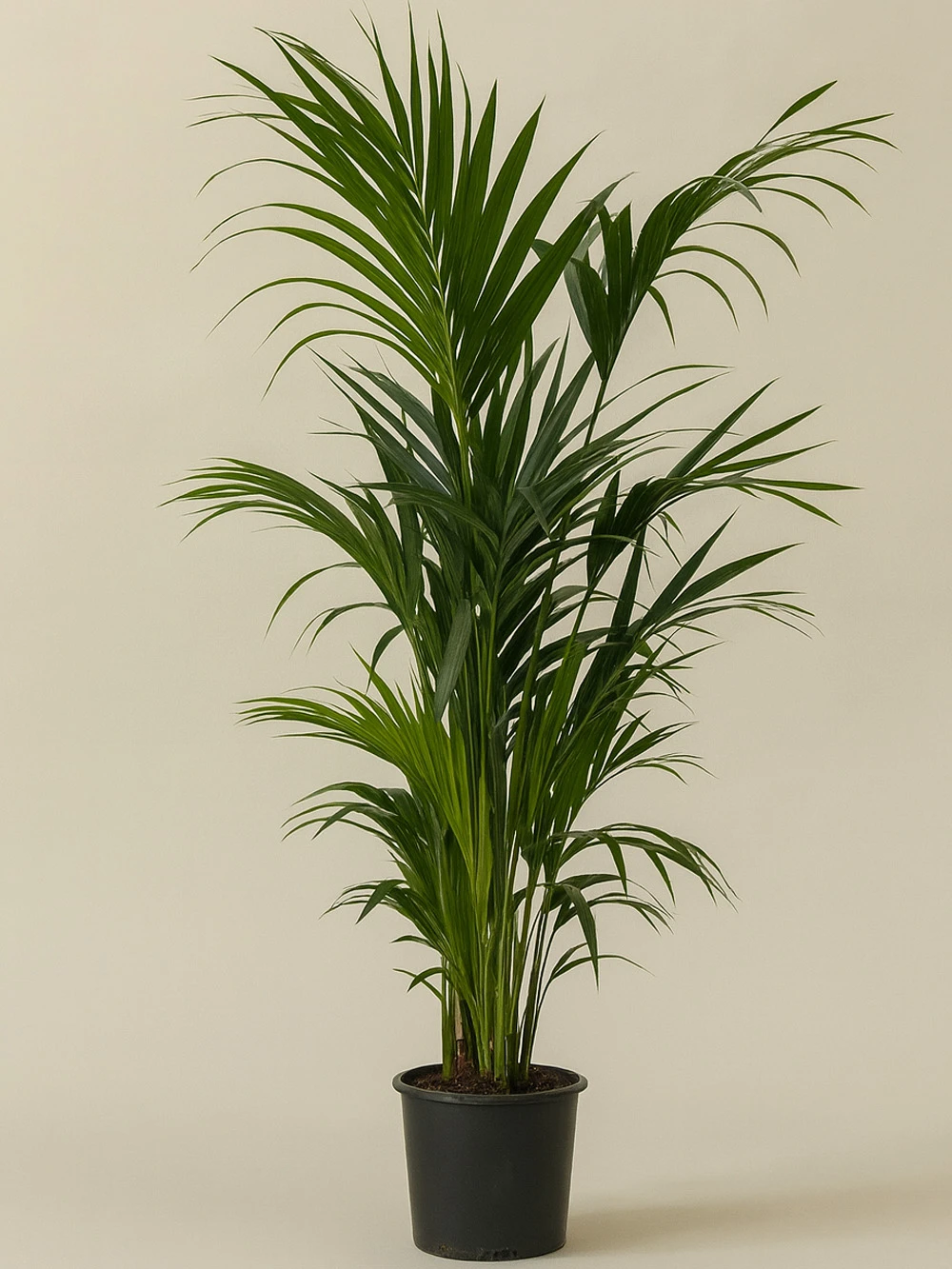 Kentia Palmiyesi Howea Forsteriana 190 cm -  Salonofisbitkileri - Lalezar Botanik