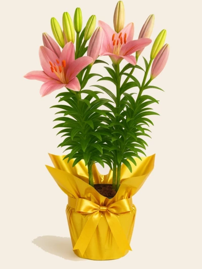 Lilyum Hediye Paketli -  Salonofisbitkileri - Lalezar Botanik