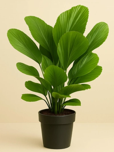 Luciala Palmiyesi 130 cm -  Salonofisbitkileri - Lalezar Botanik