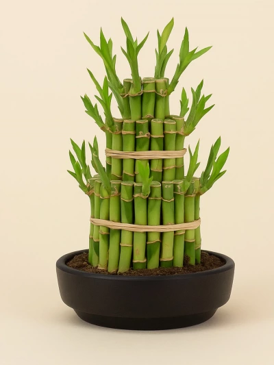 Lucky Bamboo Katlı Bambu -  Salonofisbitkileri - Lalezar Botanik