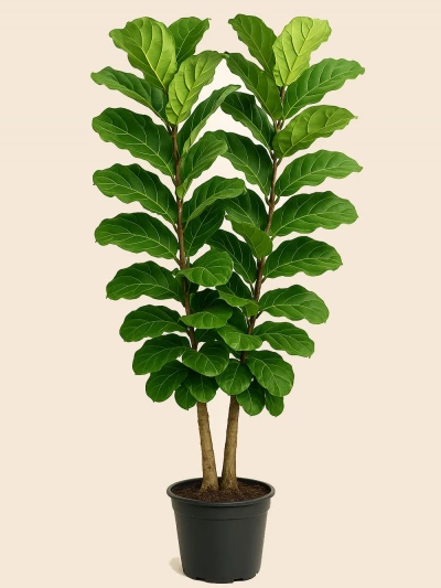 Lyrata 2 Kök 150 cm -  Salonofisbitkileri - Lalezar Botanik
