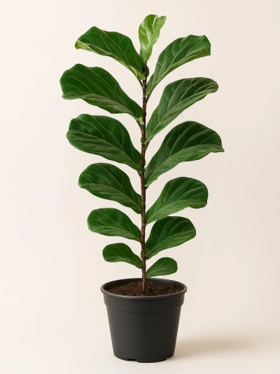 Lyrata 140 cm -  Salonofisbitkileri - Lalezar Botanik