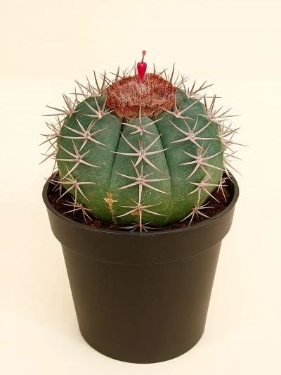 Melocactus -  Salonofisbitkileri - Lalezar Botanik