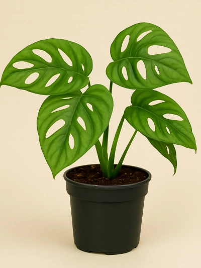 Monstera Adonsonii -  Salonofisbitkileri - Lalezar Botanik