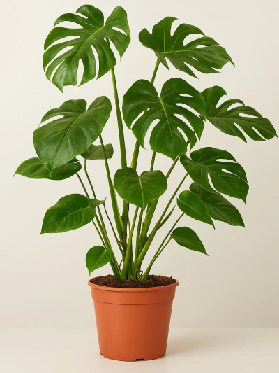 Monstera Deliciosa / Deve Tabanı 120 cm -  Salonofisbitkileri - Lalezar Botanik