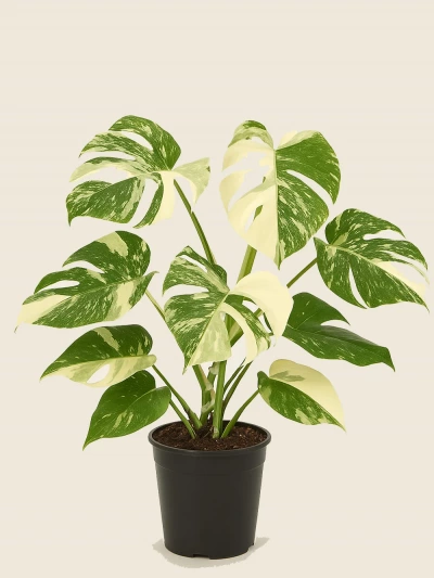 Monstera Variegata -  Salonofisbitkileri - Lalezar Botanik