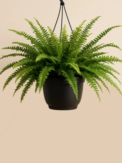 Nephrolepis Exaltata - Aşk Merdiveni Askılı -  Salonofisbitkileri - Lalezar Botanik