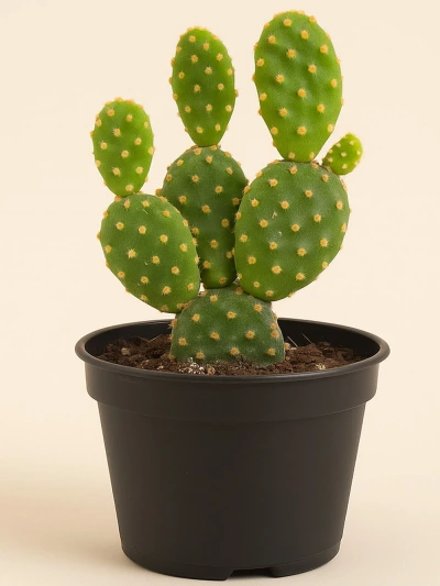 Opuntia Cactus -  Salonofisbitkileri - Lalezar Botanik