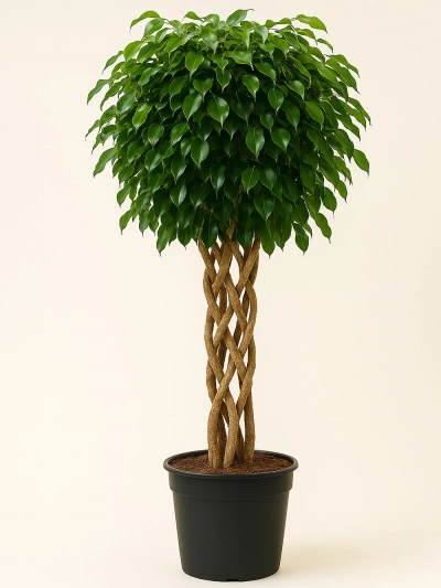 Örgülü Benjamin 130 cm -  Salonofisbitkileri - Lalezar Botanik