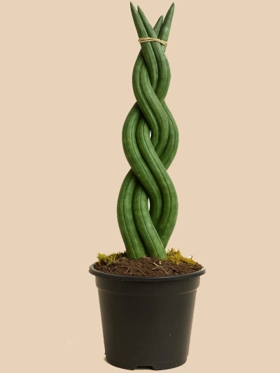 Örgülü Sansevieria Paşa Kılıcı -  Salonofisbitkileri - Lalezar Botanik